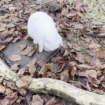 bunnies enjoying a rainy day under shelter ☔🐇
