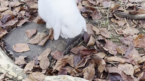 bunnies enjoying a rainy day under shelter ☔🐇