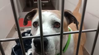 Buddy 11y A577775 kennel 147 PACC shelter_20251116_165809433