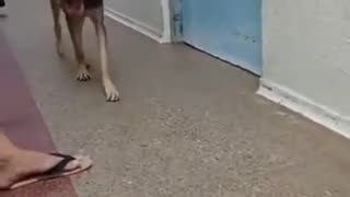 😂👣 You Won't Believe What Happens Next! Flip-Flop Rescue! | FunFM