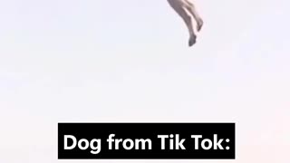 😂🐾 This Real Animal Moment Will Crack You Up! | FunFM