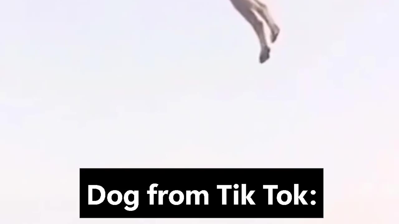 😂🐾 This Real Animal Moment Will Crack You Up! | FunFM