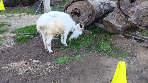 冬休み明けの山羊さん