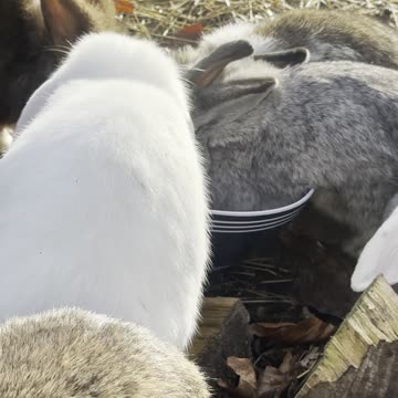 Bunny Stretching After Nap – So Cute