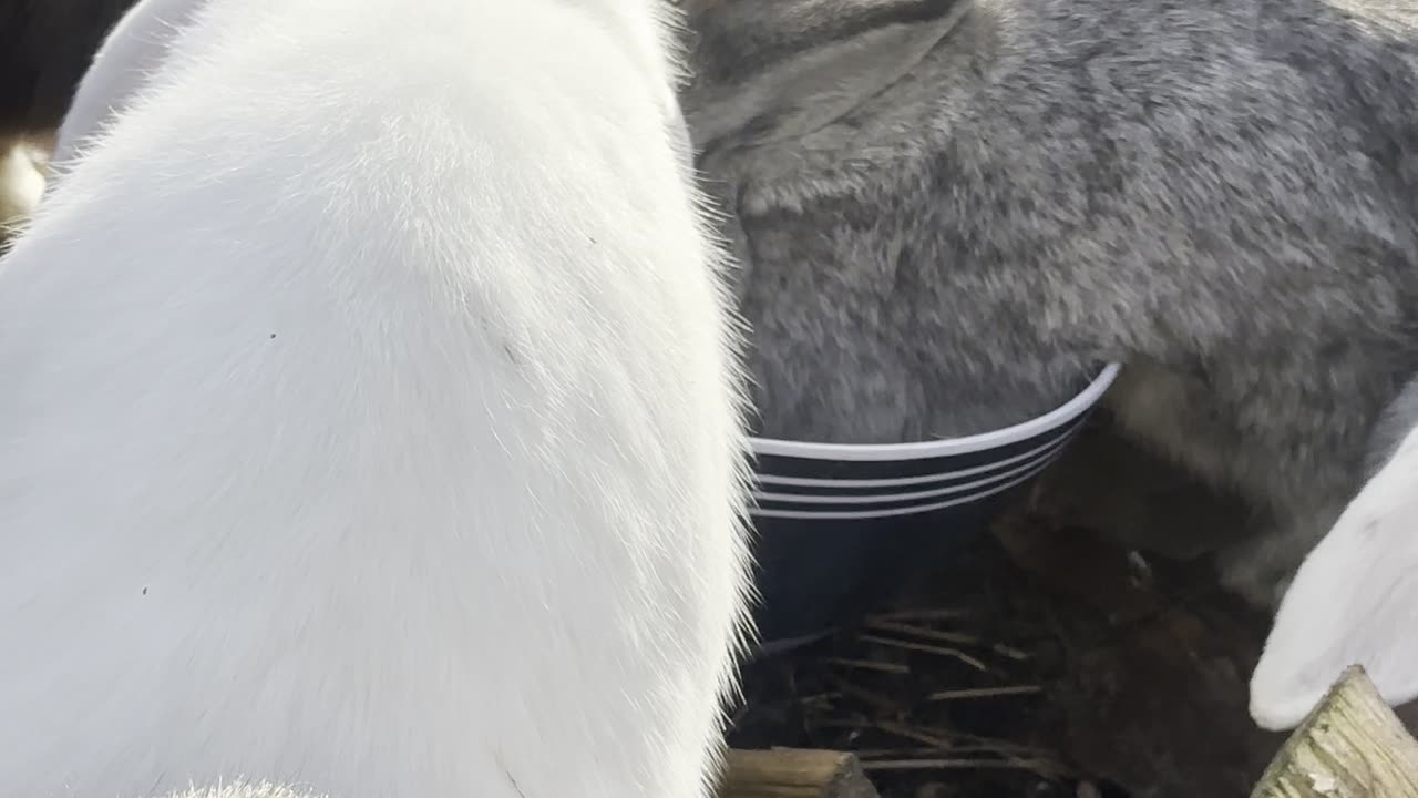 Bunny Stretching After Nap – So Cute