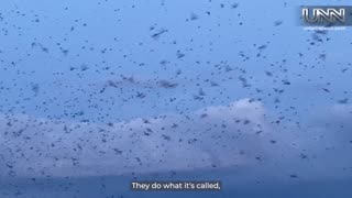 Watch Purple Martins dance across the sky before their epic migration!