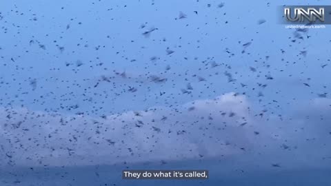 Watch Purple Martins dance across the sky before their epic migration!