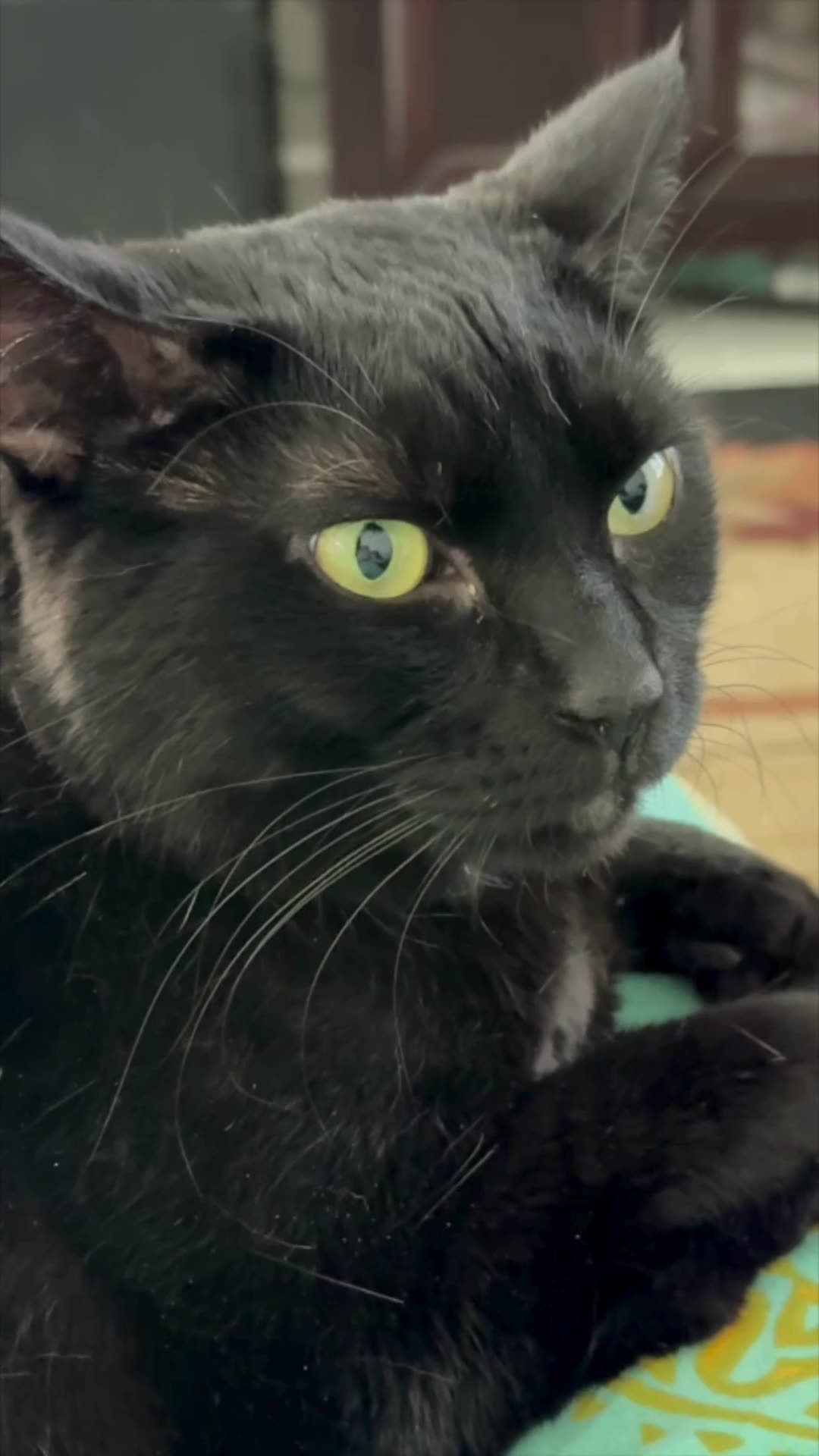 Cute Precious Piper Wants to Visit Her Lizard Friend - My Adopted Shelter Cat Vlog #shorts