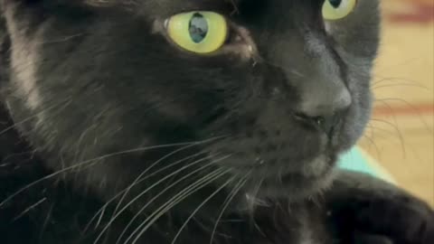 Cute Precious Piper Wants to Visit Her Lizard Friend - My Adopted Shelter Cat Vlog #shorts
