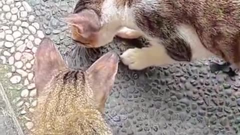 "Two Cats Go FULL HUNTER Mode at 6AM—Chasing a Helpless Lizard Like It's a Dragon!"