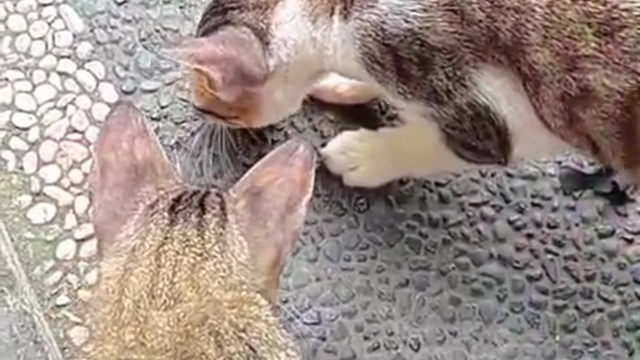 "Two Cats Go FULL HUNTER Mode at 6AM—Chasing a Helpless Lizard Like It's a Dragon!"