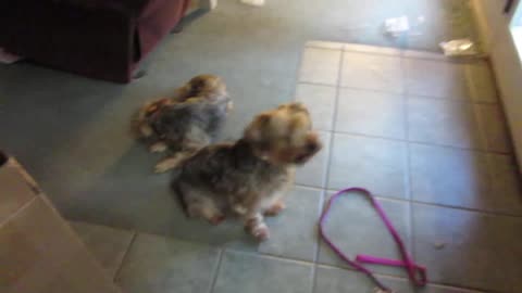 Yorkie eats sweatshirt #batman #yorkie