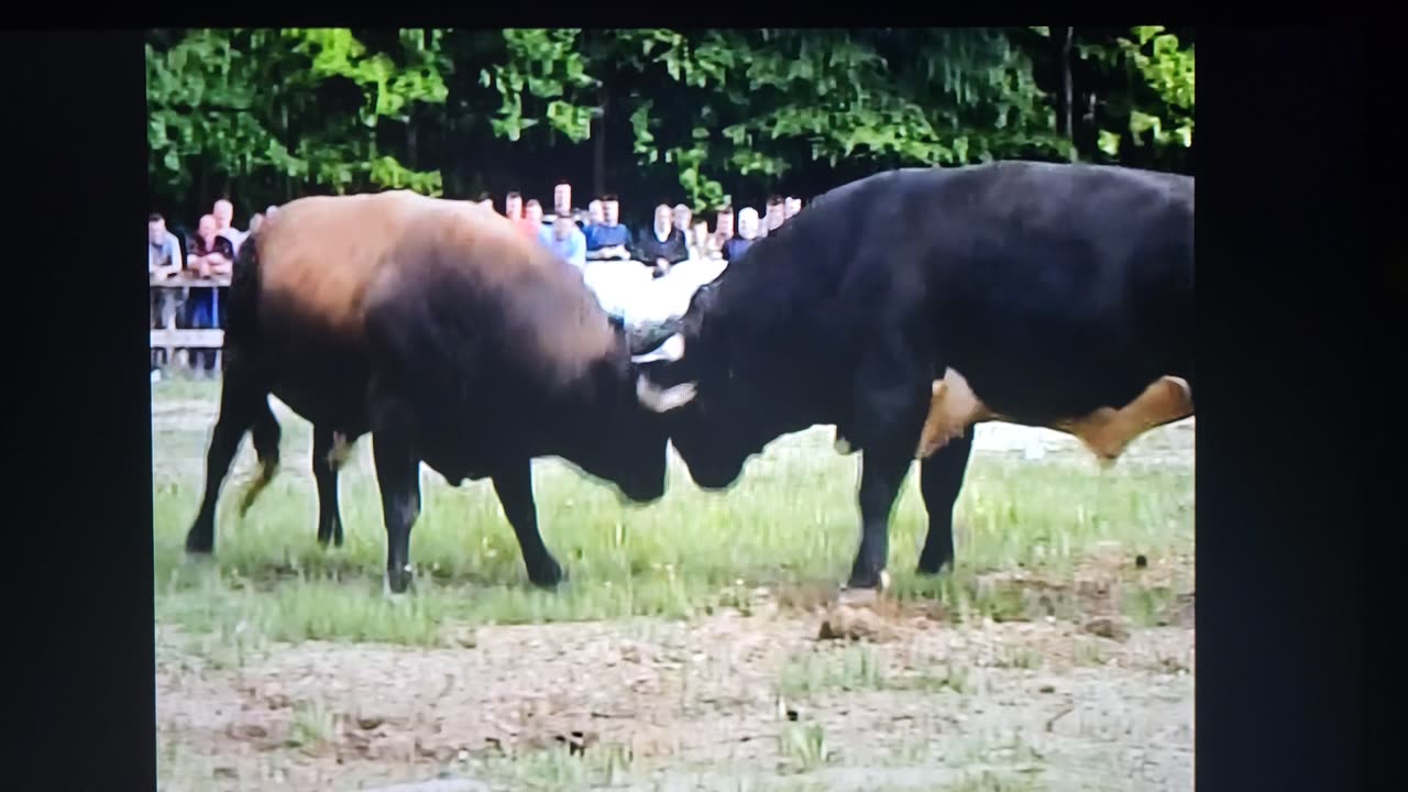 Jelenko od Fadila Varupe i Điđan Medardo Šljivić
