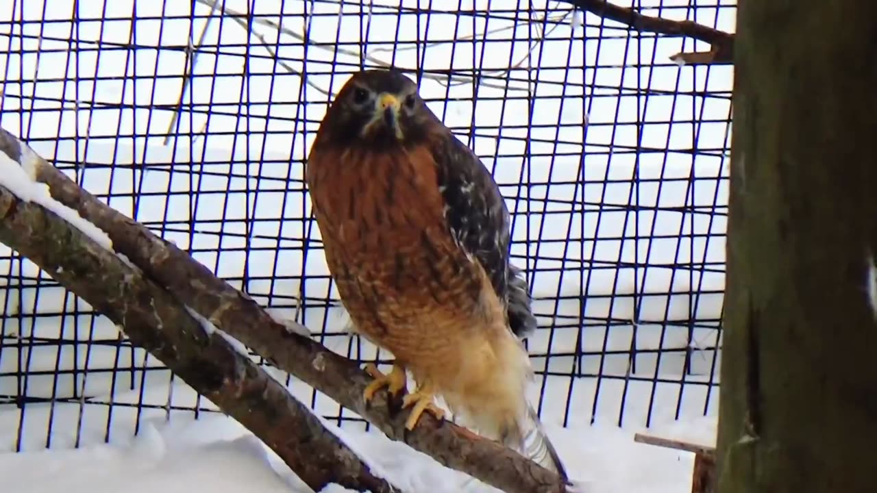 Red-shouldered hawk