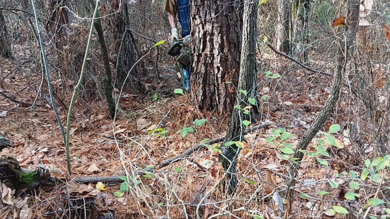 Cold room build part 13: Felling a big tree for siding