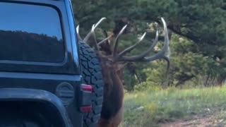 Bull Elk in Colorado