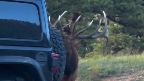 Bull Elk in Colorado