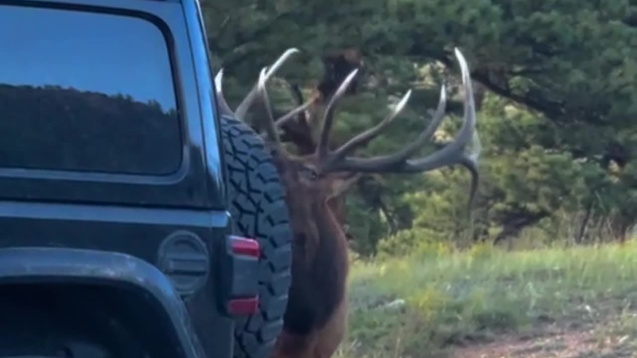 Bull Elk in Colorado