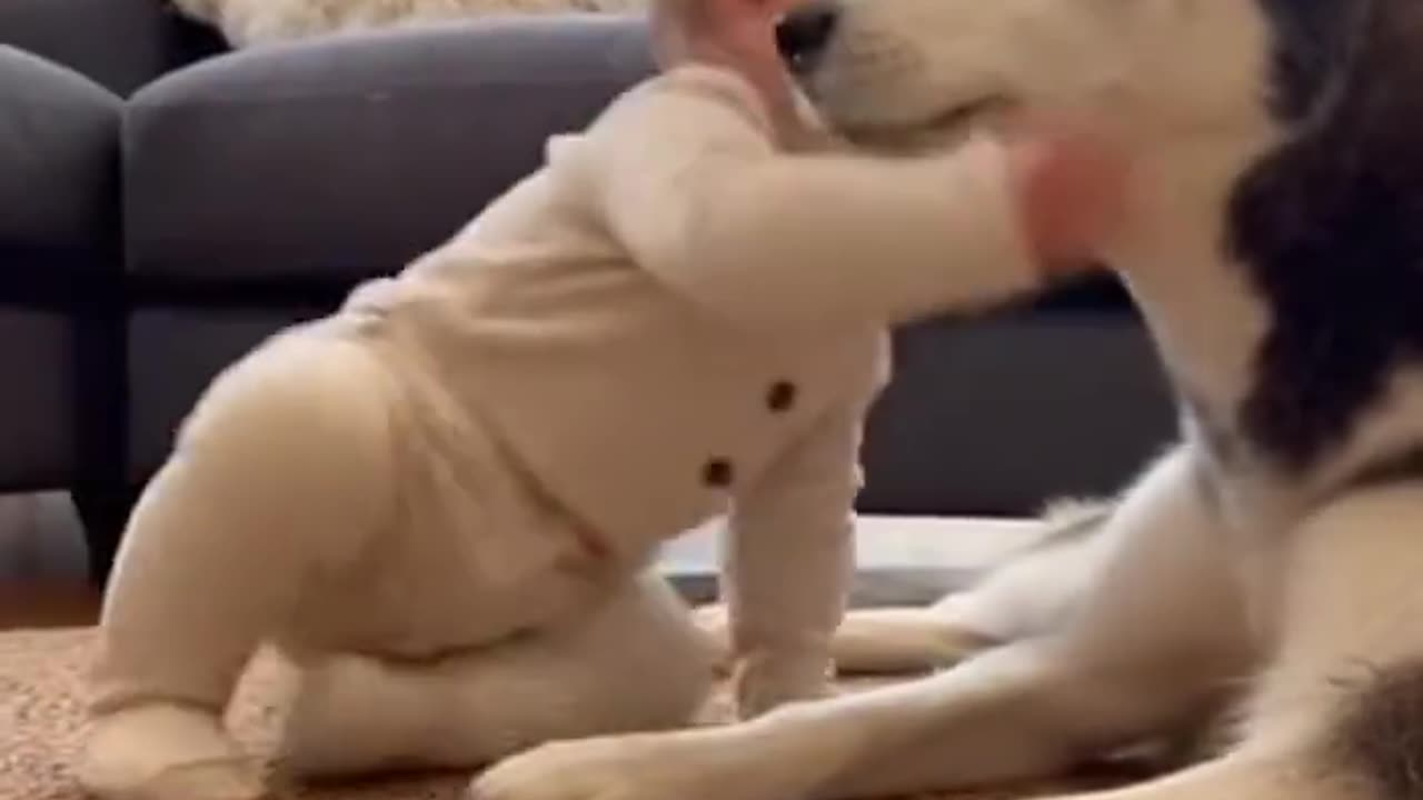 Baby Tries to Howl Like a Husky