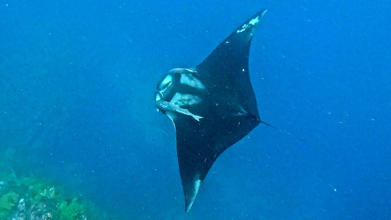 Giant manta ray slowly cruises past scuba divers in Galapagos Islands