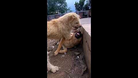 Dog fight
