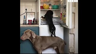 Dogs are Amazing!!! ❤️