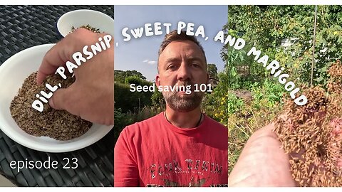 Seed Saving 101. How to Harvest Dill, Parsnip, Sweet Pea, and Marigold Seeds