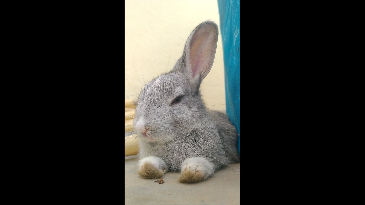 Cute Rabbit Sleeping 😴💤. Relaxing and adorable rabbit snores! 🐰💕