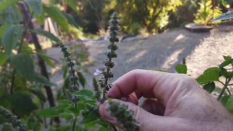 Craig Lane Health Alkemy - Healthy Ranch Dressing Demo! PLUS HUGE INSIGHTS