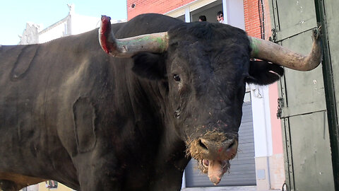 2025 09 11 CANET D'EN BERENGUER MIURA Nº20