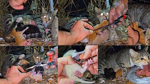 Mother cat calls for help, the newborn kittens crying