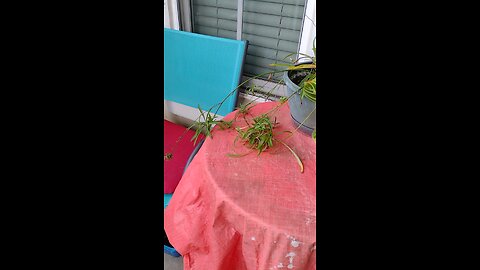 House Wren made a nest in my flower pot