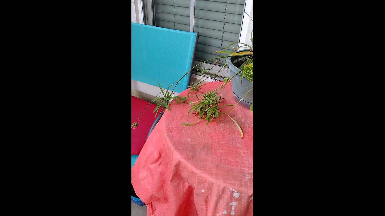 House Wren made a nest in my flower pot