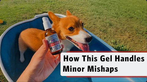 Happy Grooming, Happy Pup! First Aid for Those Tiny Uh-Oh Moments