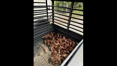 From Coop to Coop: The Art of Safe Chicken Moving