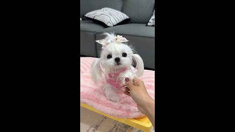 DOG'S SPA ASMR