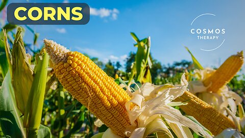 The Incredible Story of Corn | A Documentary on One of the World’s Most Important Crops