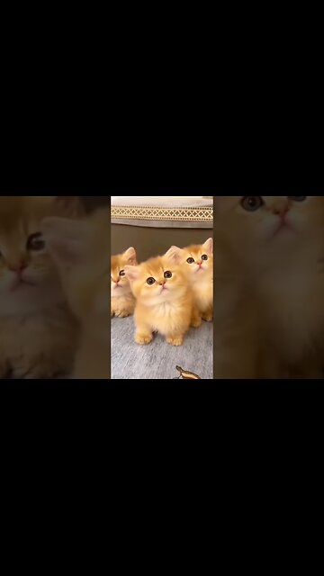 Cat videos cute cats kittens 😻🐾