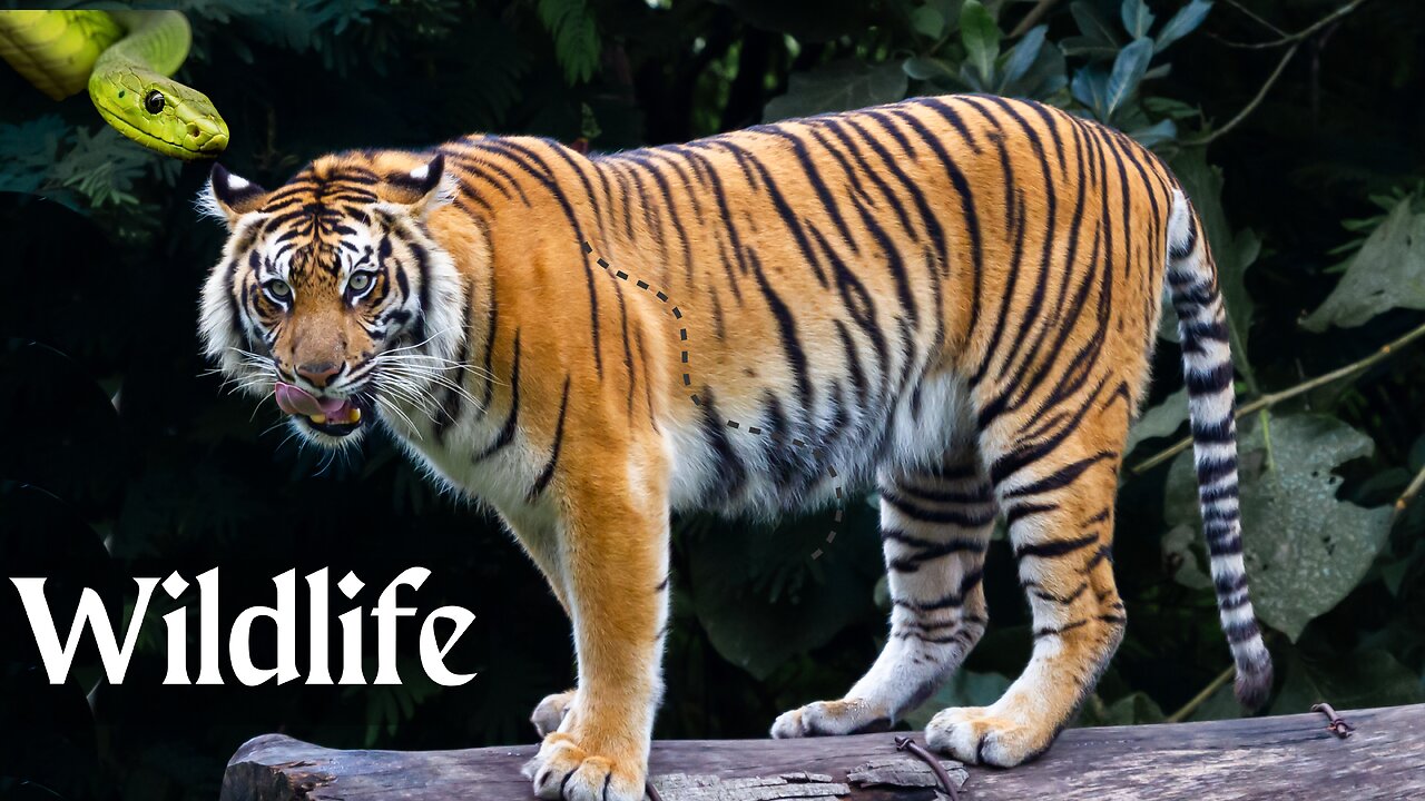 Wild Life