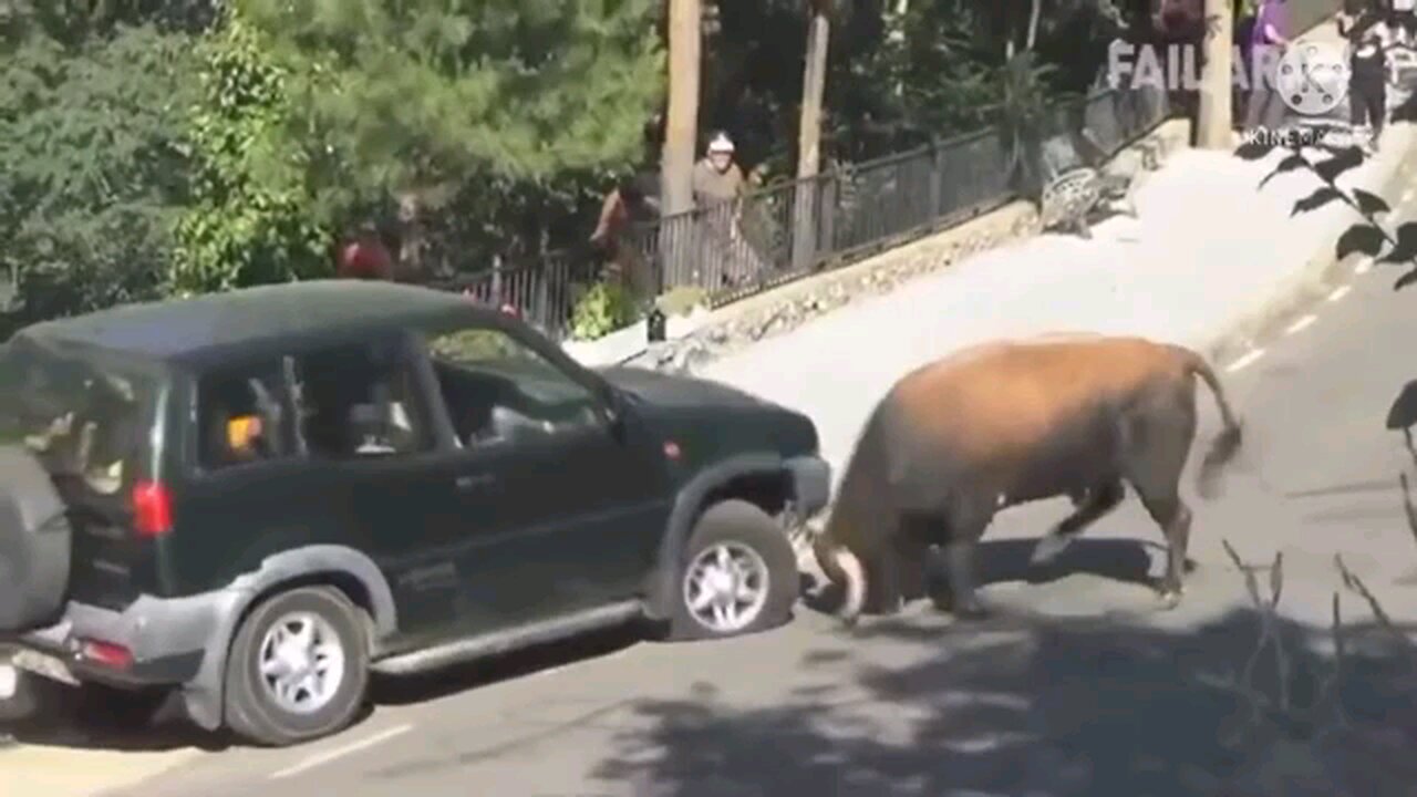 "Nature vs. Machine: Bull's Hilarious Attack on a Car!"