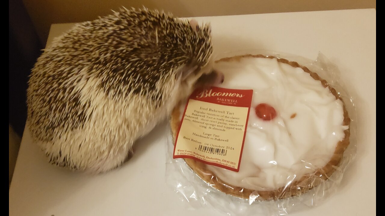 Latte the hedgehog