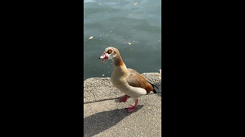 Egyptian Goose 🪿 #egyptiangoose #goose #followme #shorts #viral #trending