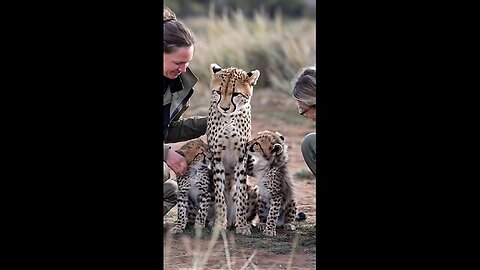 Hit by a Vehicle, the Mother Cheetah Reunites with Her Cubs Thanks to Rescuers’ Quick Action