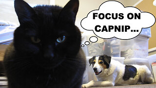 Ema Cat....YOU HAVE A SILENT STALKER! 😸🐶 😸