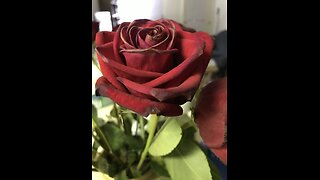 The Bible reading of the day the New Testament series Luke 22:47-53