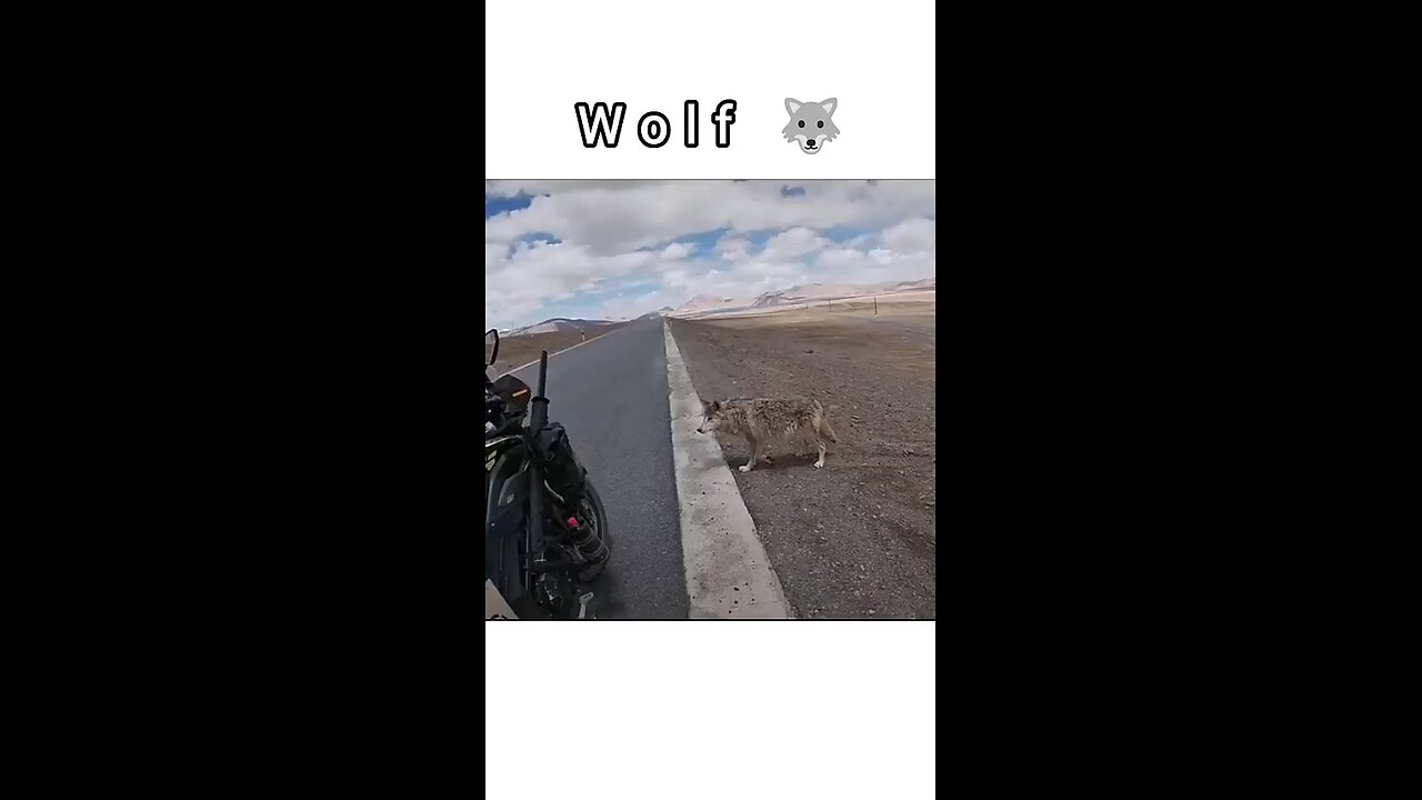 wolf is a very smart animal 🤨🤨