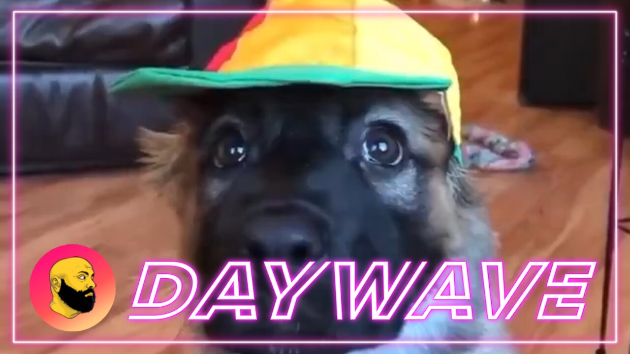 Episode 1678: Dawg Eat Dawg