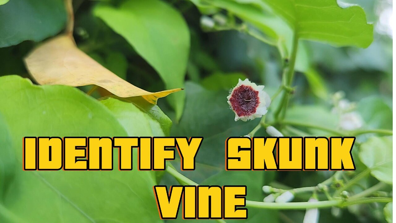 How to Identify Skunkvine