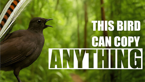 How Can Lyrebirds Copy Any Sound?