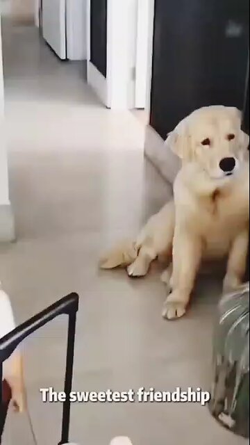 the sweetest friendship forever